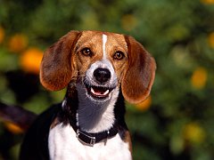 Regal Beagle